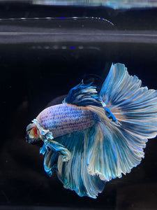 Male Rosetail - Pastel Dumbo #2675 - Live Betta Fish