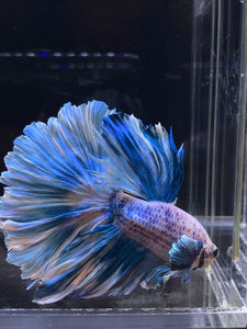 Male Rosetail - Pastel Dumbo #2675 - Live Betta Fish