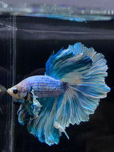 Load image into Gallery viewer, Male Rosetail - Pastel Dumbo #2675 - Live Betta Fish
