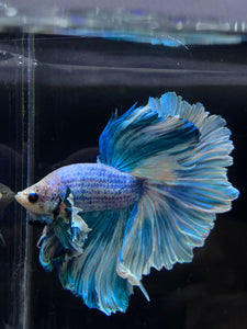 Male Rosetail - Pastel Dumbo #2675 - Live Betta Fish