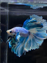 Load image into Gallery viewer, Male Rosetail - Pastel Dumbo #2675 - Live Betta Fish
