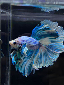 Male Rosetail - Pastel Dumbo #2675 - Live Betta Fish