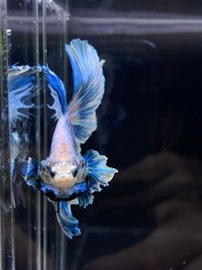 Male Rosetail - Pastel Dumbo #2675 - Live Betta Fish