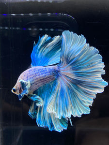 Male Rosetail - Pastel Dumbo #2675 - Live Betta Fish