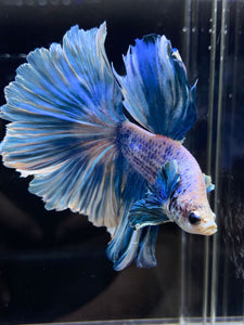 Male Rosetail - Pastel Dumbo #2675 - Live Betta Fish