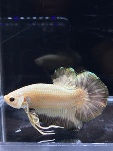 Male Halfmoon Plakat - Copper Rim #2676 - Live Betta Fish