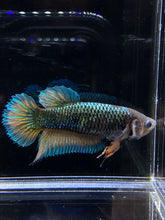 Load image into Gallery viewer, GIANT Female Halfmoon Plakat - Green Mustard #2678 Live Betta Fish
