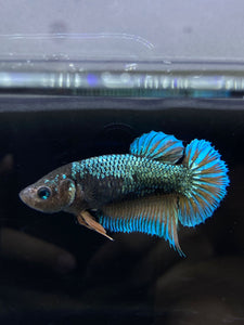 GIANT Female Halfmoon Plakat - Green Mustard #2678 Live Betta Fish