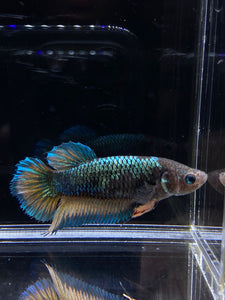 GIANT Female Halfmoon Plakat - Green Mustard #2678 Live Betta Fish