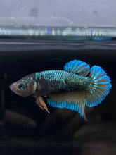 Load image into Gallery viewer, GIANT Female Halfmoon Plakat - Green Mustard #2678 Live Betta Fish
