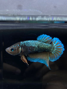 GIANT Female Halfmoon Plakat - Green Mustard #2678 Live Betta Fish