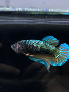 GIANT Female Halfmoon Plakat - Green Mustard #2678 Live Betta Fish