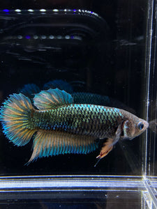 GIANT Female Halfmoon Plakat - Green Mustard #2678 Live Betta Fish