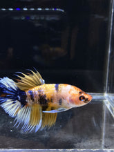 Load image into Gallery viewer, Male Crowntail Plakat - Yellow Galaxy #2679 - Live Betta Fish
