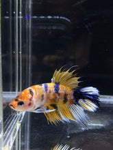 Load image into Gallery viewer, Male Crowntail Plakat - Yellow Galaxy #2679 - Live Betta Fish
