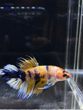 Load image into Gallery viewer, Male Crowntail Plakat - Yellow Galaxy #2679 - Live Betta Fish
