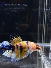 Load image into Gallery viewer, Male Crowntail Plakat - Yellow Galaxy #2679 - Live Betta Fish
