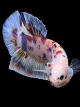 Load image into Gallery viewer, GIANT Male Halfmoon Plakat - Multicolor #267 - Live Betta Fish
