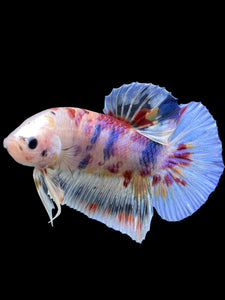 GIANT Male Halfmoon Plakat - Multicolor #267 - Live Betta Fish