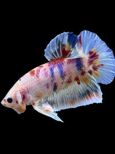 GIANT Male Halfmoon Plakat - Multicolor #267 - Live Betta Fish