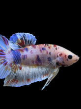 Load image into Gallery viewer, GIANT Male Halfmoon Plakat - Multicolor #267 - Live Betta Fish
