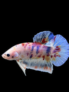 GIANT Male Halfmoon Plakat - Multicolor #267 - Live Betta Fish