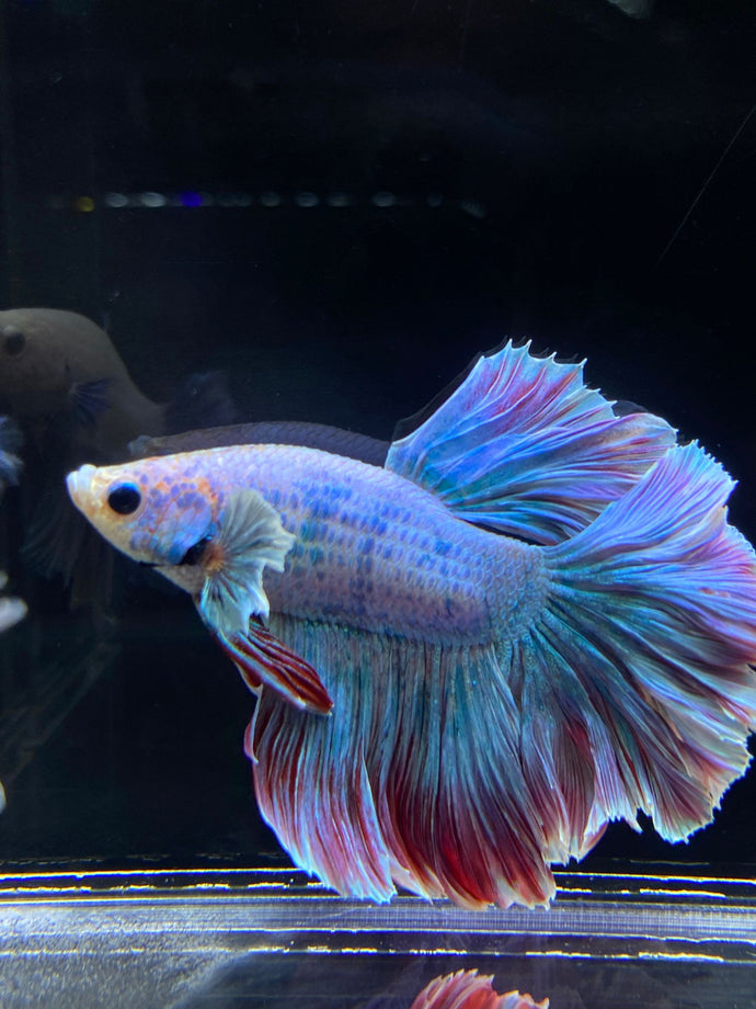 Male Rosetail - Pastel Dumbo #2680 - Live Betta Fish