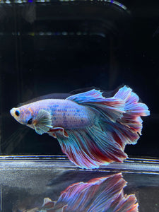 Male Rosetail - Pastel Dumbo #2680 - Live Betta Fish