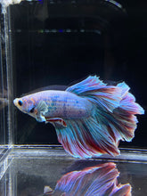 Load image into Gallery viewer, Male Rosetail - Pastel Dumbo #2680 - Live Betta Fish
