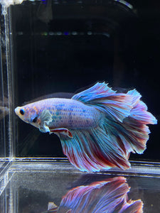 Male Rosetail - Pastel Dumbo #2680 - Live Betta Fish