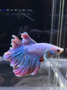 Male Rosetail - Pastel Dumbo #2680 - Live Betta Fish