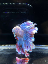 Load image into Gallery viewer, Male Rosetail - Pastel Dumbo #2680 - Live Betta Fish
