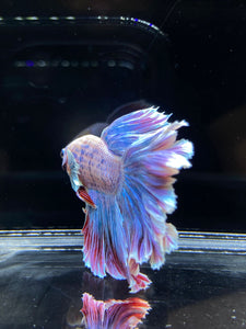 Male Rosetail - Pastel Dumbo #2680 - Live Betta Fish