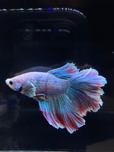 Male Rosetail - Pastel Dumbo #2680 - Live Betta Fish