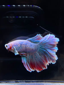 Male Rosetail - Pastel Dumbo #2680 - Live Betta Fish