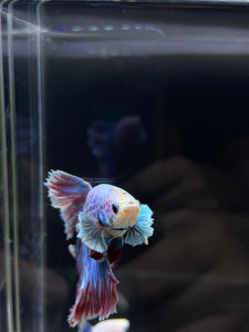 Male Rosetail - Pastel Dumbo #2680 - Live Betta Fish