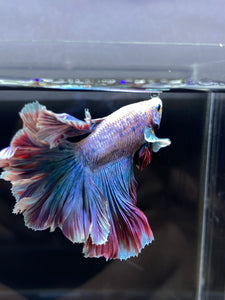 Male Rosetail - Pastel Dumbo #2680 - Live Betta Fish