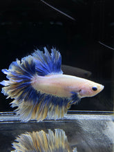 Load image into Gallery viewer, Male Feather Tail - Two Tone #2681 - Live Betta Fish
