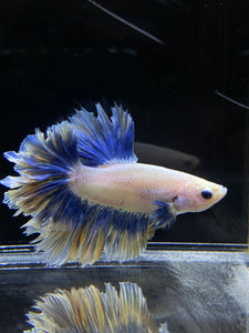 Male Feather Tail - Two Tone #2681 - Live Betta Fish