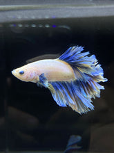 Load image into Gallery viewer, Male Feather Tail - Two Tone #2681 - Live Betta Fish
