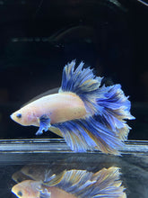 Load image into Gallery viewer, Male Feather Tail - Two Tone #2681 - Live Betta Fish
