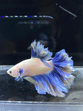 Load image into Gallery viewer, Male Feather Tail - Two Tone #2681 - Live Betta Fish
