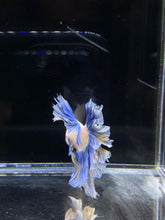 Load image into Gallery viewer, Male Feather Tail - Two Tone #2681 - Live Betta Fish
