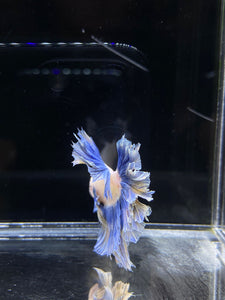 Male Feather Tail - Two Tone #2681 - Live Betta Fish