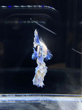 Load image into Gallery viewer, Male Feather Tail - Two Tone #2681 - Live Betta Fish
