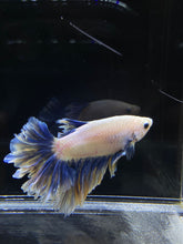 Load image into Gallery viewer, Male Feather Tail - Two Tone #2681 - Live Betta Fish
