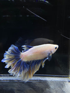 Male Feather Tail - Two Tone #2681 - Live Betta Fish