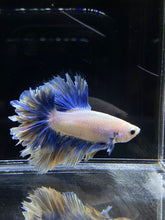 Load image into Gallery viewer, Male Feather Tail - Two Tone #2681 - Live Betta Fish
