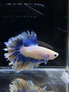 Male Feather Tail - Two Tone #2681 - Live Betta Fish