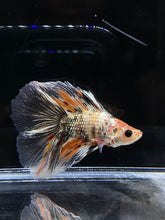 Load image into Gallery viewer, Male Fullmoon - Candy Copper #2682 - Live Betta Fish
